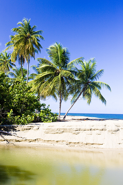 多巴哥西海岸世界位置植被植物学图片