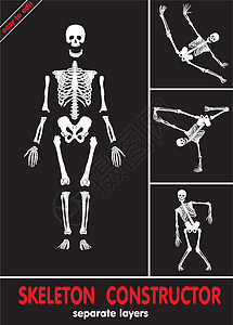 Skeleton 构建器颅骨历史膝盖骶骨手指药品股骨学习肱骨肋骨图片