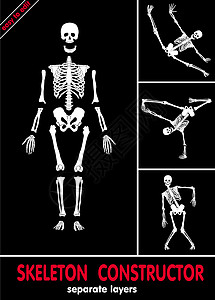 Skeleton 构建器手腕身体椎骨胫骨骨盆髌骨骨骼掌骨膝盖半径图片
