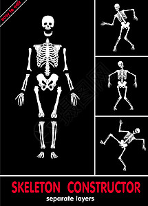 Skeleton 构建器肋骨胫骨历史胸骨手腕骨盆膝关节上颌骨肱骨身体图片