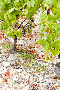 贵腐葡萄法国阿quitaine地区  Saternes  的白葡萄外观葡萄园植物群水果葡萄贵腐农业植物模具植被背景