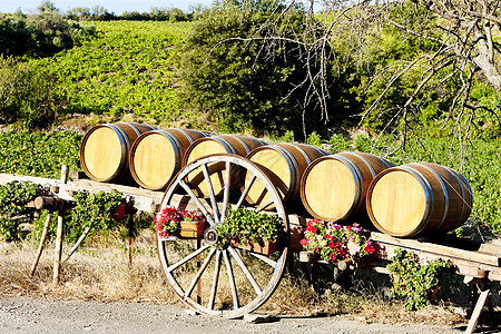 葡萄园加桶酒业位置乡村植物群木桶栽培外观葡萄植物世界图片