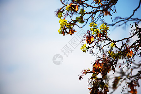 分支机构森林树干天空蓝色气候太阳叶子晴天木头公园图片