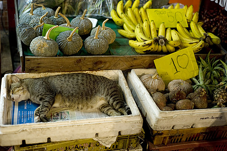 猫类小猫动物宠物棕色食物城市睡眠价格睡觉混种背景图片