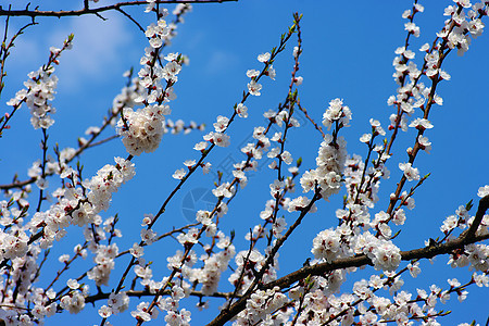 蓝天空背景的春花花朵枝子图片