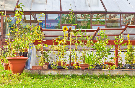 花园园生产玻璃向日葵绿色季节性花园园艺栽培植物学花朵图片