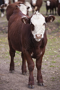 牛牛肖像图片