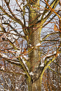 树枝上积雪融雪背景图片