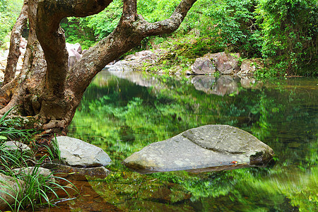 丛林中的树木和林里的水活力墙纸风景荒野阳光热带流动环境旅行溪流图片