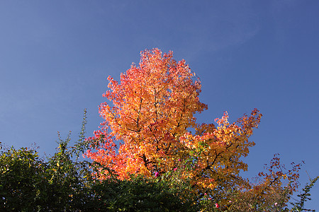 秋天用红叶和橙叶森林植物阳光金子红色公园活力季节黄色季节性加拿大高清图片素材