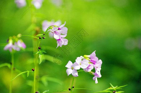 花朵公园花瓣花园蓝色植物毛茛森林宏观植物群阴影图片