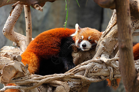 红熊猫动物园竹子富根哺乳动物公园宠物荒野树叶食肉野生动物图片