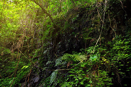 丛林岩石瀑布热带溪流风景野生动物公园流动活力阳光图片