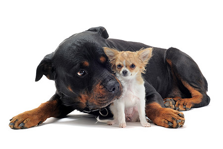 宝宝和狗和小狗吉娃娃犬类黑色动物友谊纳犬鼻子工作室宠物婴儿背景
