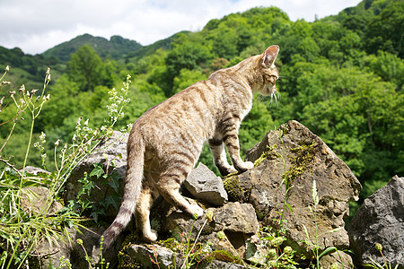 猫在岩石上国家小猫石头农场猫科眼睛晶须栅栏动物虎斑图片