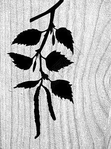 Birch树枝木本底的矢量光影墙纸生物学花丝插图季节叶子桦木艺术品植物戒指图片