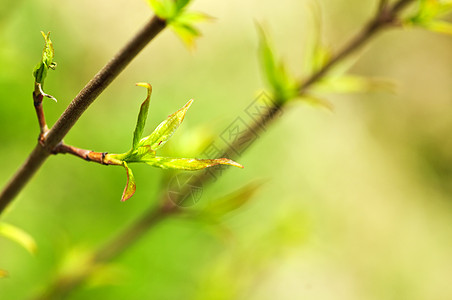 绿春叶季节树叶分支机构发芽绿色植物生长生活叶子宏观植物图片