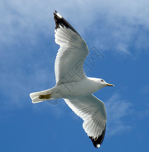 海鸥飞行蓝色航班翅膀动物跨度自由野生动物天空羽毛白色背景图片