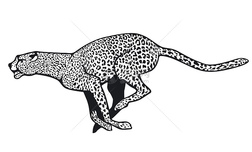 猎豹短跑获奖者荒野速度插图绘画捕食者跑步野生动物运动员图片