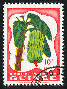 香蕉信封植物长方形热带植物群棕榈树干集邮古董叶子图片