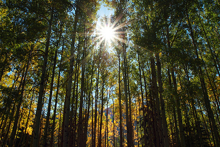 秋天阿斯彭树和太阳叶子微光阳光黄色微风树叶树木森林白杨树季节图片