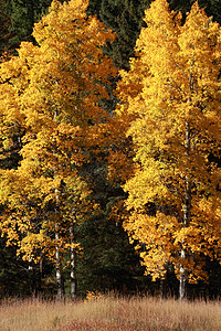 秋秋花树微风白杨树森林微光太阳叶子黄色阳光树叶树木图片
