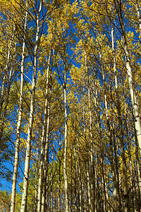 秋树和蓝天空图片
