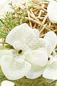 花花装饰叶子植物学丝带乐队环形花束风格玫瑰花盆郁金香图片