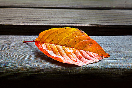 独自一人fall Leaf环境木头生态寂寞孤独季节树叶建筑学叶子植物图片