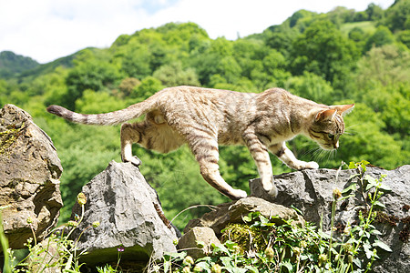 猫图美甲素材猫咪跳在围栏上背景