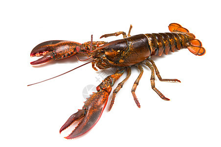 活龙虾熟食钓鱼黑色水平中风海洋美食动物贝类甲壳图片