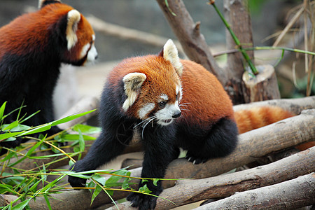 红熊猫宠物动物园食肉动物富根栖息地竹子野生动物公园哺乳动物图片