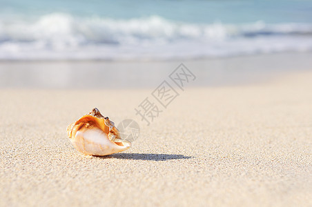 海星在海滩上风景贝壳热带海景地平线珊瑚阳光假期海岸海浪图片