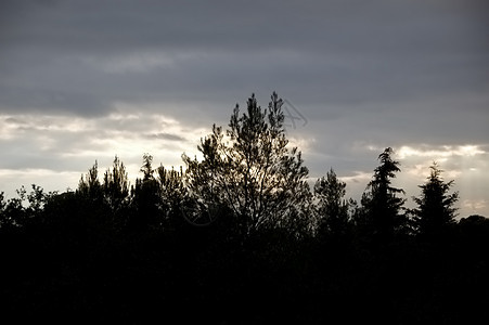 森林月光风暴季节树干分支机构植物下雨阴霾衬套天气荒野图片