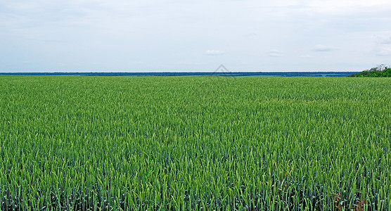 绿色黑麦和阴云的天空 通天天气场景环境植物粮食草地农村地平线场地季节风景图片