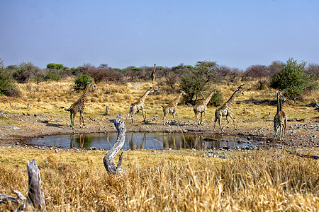 一群四头长颈鹿跑到非洲纳米比亚的阿托沙国家公园的一个水坑附近图片