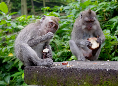 两只猴子吃图片