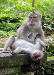 两只猴子玩图片