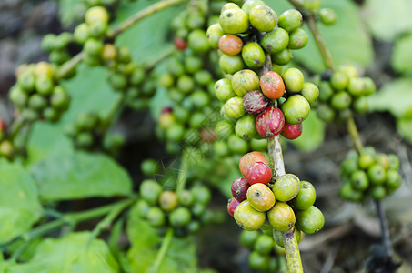 咖啡豆豆叶子咖啡农产品植物绿色风格水果中指种植园图片