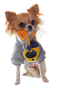 穿着齐华装的吉娃娃宠物雨罩大衣运动衫裙子跑表兜帽工作室动物犬类图片