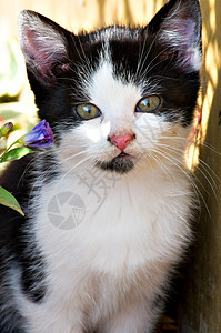 可爱的小猫花朵黑色公园阳光花园毛皮植物眼睛白色惊喜图片