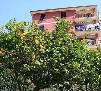 意大利 辛克地球社 村粉红之家图片