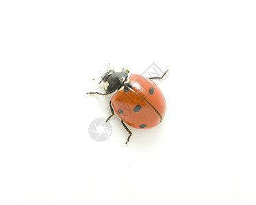 中调式花园小动物宏观昆虫荒野甲虫季节生物学瓢虫工作室图片