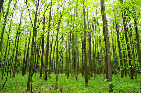 森林环境公园床单天堂阳光绿色植物生态图片