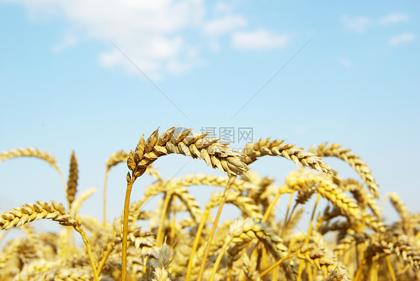 小麦天空雏菊自由农村植物群收成射线农场地平线国家图片