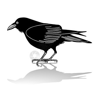 乌鸦羽毛翅膀掠夺黑色野生动物背景图片