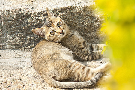 一只小猫在地上图片