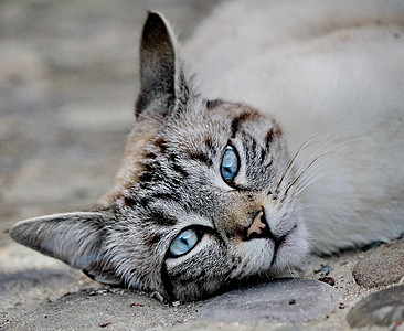 猫咪橙子小猫动物蓝色眼睛毛皮宠物黄色英语晶须图片