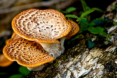 野蘑菇实体树干公园食物烹饪侏儒熟食国家木头植物图片