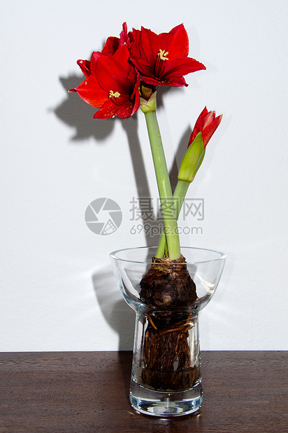 红氨酰胺生长风格花店花瓶玻璃热带花瓣植物植物学花束图片